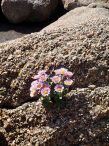 Hidden flower in France